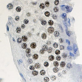 Immunohistochemistry Cyclin A1 Antibody (722407) [Unconjugated]