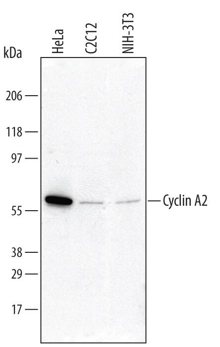 Western blot shows lysates of HeLa human cervical epithelial carcinoma cell line, C2C12 mouse myoblast cell line, and NIH-3T3 mouse embryonic fibroblast cell line. PVDF Membrane was probed with 0.5 µg/mL of Goat Anti-Human/Mouse Cyclin A2 Antigen Affinity-purified Polyclonal Antibody (Catalog # AF5999) followed by HRP-conjugated Anti-Goat IgG Secondary Antibody (Catalog # HAF017). A specific band was detected for Cyclin A2 at approximately 60 kDa (as indicated). This experiment was conducted under reducing conditions and using Immunoblot Buffer Group 1.