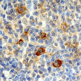 Immunohistochemistry Cyclin B1 Antibody [Unconjugated]