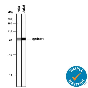 Simple Western lane view shows lysates of HeLa human cervical epithelial carcinoma cell line and Jurkat human acute T cell leukemia cell line, loaded at 0.2 mg/mL. A specific band was detected for Cyclin B1 at approximately 67 kDa (as indicated) using 2 µg/mL of Goat Anti-Human/Mouse Cyclin B1 Antigen Affinity-purified Polyclonal Antibody (Catalog # AF6000) followed by 1:50 dilution of HRP-conjugated Anti-Goat IgG Secondary Antibody (Catalog # HAF109). This experiment was conducted under reducing conditions and using the 12-230 kDa separation system.