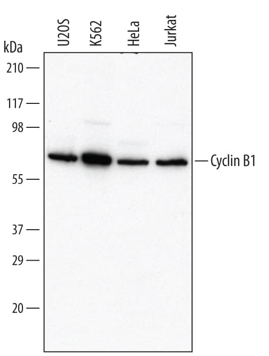 Western Blot Cyclin B1 Antibody [Unconjugated]