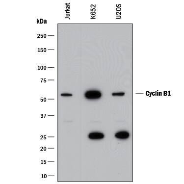 Western blot shows lysates of Jurkat human acute T cell leukemia cell line, K562 human chronic myelogenous leukemia cell line, and U2OS human osteosarcoma cell line. PVDF membrane was probed with 0.05 µg/mL of Rabbit Anti-Human Cyclin B1 Monoclonal Antibody (Catalog # MAB60001) followed by HRP-conjugated Anti-Rabbit IgG Secondary Antibody (Catalog # HAF008). A specific band was detected for Cyclin B1 at approximately 52 kDa (as indicated). This experiment was conducted under reducing conditions and using Immunoblot Buffer Group 1.