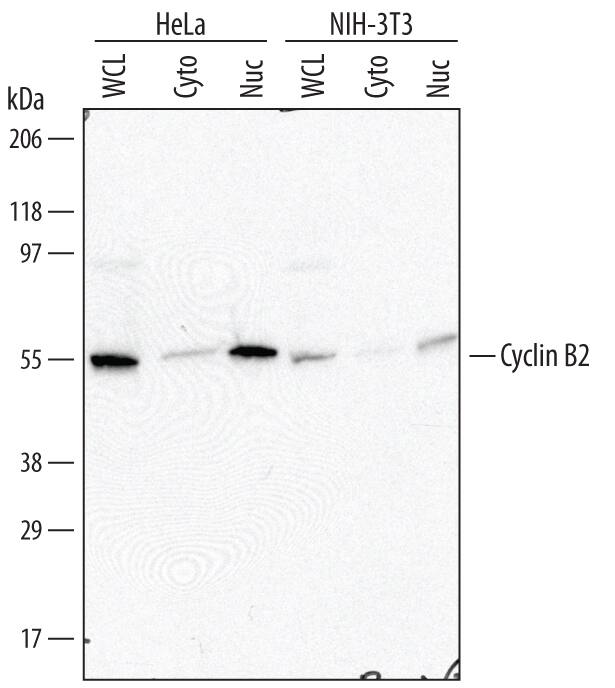 Western Blot Cyclin B2 Antibody [Unconjugated]