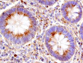 Immunohistochemistry Cyclin B2 Antibody [Unconjugated]