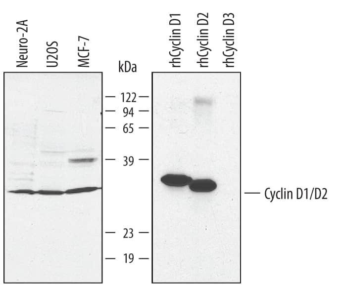 Western blot shows lysates of Neuro-2A mouse neuroblastoma cell line, U2OS human osteosarcoma cell line, and MCF-7 human breast cancer cell line. PVDF membrane was probed with 1 µg/mL Goat Anti-Human/Mouse Cyclin D1/D2 Cross-reactive Antigen Affinity-purified Polyclonal Antibody (Catalog # AF4196) followed by HRP-conjugated Anti-Goat IgG Secondary Antibody (Catalog # HAF017). For additional reference, recombinant human Cyclin D1, D2, and D3 (5 ng/lane) were included. A specific band for Cyclin D1 was detected at approximately 33 kDa (as indicated). This experiment was conducted under reducing conditions and using Immunoblot Buffer Group 1.
