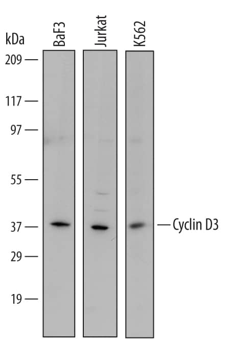 Western Blot Cyclin D3 Antibody (588726)