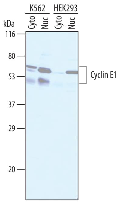 Western blot shows lysates of K562 human chronic myelogenous leukemia cell line and HEK293 human embryonic kidney cell line. Gels were loaded with 25 µg of cytoplasmic (Cyto) and 25 µg of nuclear (Nuc) extracts. PVDF membrane was probed with 1 µg/mL of Sheep Anti-Human Cyclin E1 Antigen Affinity-purified Polyclonal Antibody (Catalog # AF6810) followed by HRP-conjugated Anti-Sheep IgG Secondary Antibody (HAF016). Specific bands were detected for Cyclin E1 at approximately 50 - 60 kDa (as indicated). This experiment was conducted under reducing conditions and using Immunoblot Buffer Group 8.