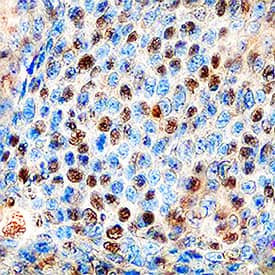 Immunohistochemistry Cyclin E2 Antibody (718916) [Unconjugated]