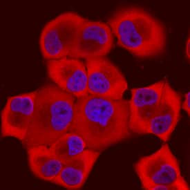 Cyclophilin A was detected in immersion fixed PANC-1 human pancreatic carcinoma cell line using Goat Anti-Human/Mouse/Rat Cyclophilin A Antigen Affinity-purified Polyclonal Antibody (Catalog # AF3589) at 10 µg/mL for 3 hours at room temperature. Cells were stained using the Northern-Lights™ 557-conjugated Anti-Goat IgG Secondary Antibody (red; Catalog # NL001) and counterstained with DAPI (blue). Specific staining was localized to nuclei and cytoplasm. View our protocol for Fluorescent ICC Staining of Cells on Coverslips.