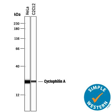 Simple Western lane view shows lysates of HeLa human cervical epithelial carcinoma cell line and C2C12 mouse myoblast cell line, loaded at 0.2 mg/mL. A specific band was detected for Cyclophilin A at approximately 25 kDa (as indicated) using 5 µg/mL of Goat Anti-Human/Mouse/Rat Cyclophilin A Antigen Affinity-purified Polyclonal Antibody (Catalog # AF3589) followed by 1:50 dilution of HRP-conjugated Anti-Goat IgG Secondary Antibody (Catalog # HAF109). This experiment was conducted under reducing conditions and using the 12-230 kDa separation system.