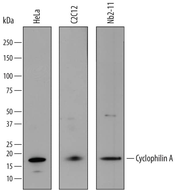 Western blot shows lysates of HeLa human cervical epithelial carcinoma cell line, C2C12 mouse myoblast cell line, and Nb2-11 rat lymphoma cell line. PVDF membrane was probed with 0.1 µg/mL of Goat Anti-Human Cyclophilin A Antigen Affinity-purified Polyclonal Antibody (Catalog # AF3589) followed by HRP-conjugated Anti-Goat IgG Secondary Antibody (Catalog # HAF017). A specific band was detected for Cyclophilin A at approximately 18 kDa (as indicated). This experiment was conducted under reducing conditions and using Immunoblot Buffer Group 1.
