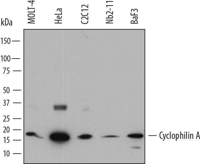 Western blot shows lysates of MOLT-4 human acute lymphoblastic leukemia cell line, HeLa human cervical epithelial carcinoma cell line, C2C12 mouse myoblast cell line, Nb2-11 rat lymphoma cell line, and BaF3 mouse pro-B cell line. PVDF membrane was probed with 0.1 µg/mL of Rat Anti-Human Cyclophilin A Monoclonal Antibody (Catalog # MAB3589) followed by HRP-conjugated Anti-Rat IgG Secondary Antibody (Catalog # HAF005). A specific band was detected for Cyclophilin A at approximately 18 kDa (as indicated). This experiment was conducted under reducing conditions and using Immunoblot Buffer Group 1.