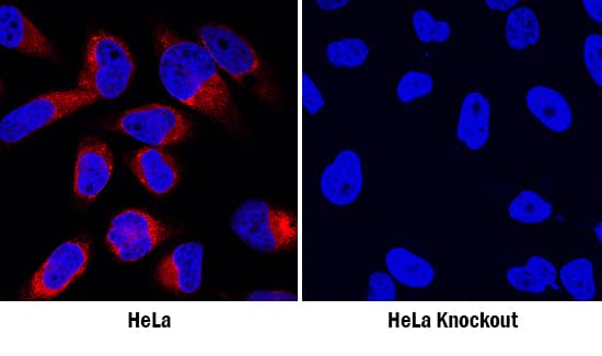 <b>Genetic Strategies Validation. </b>Cyclophilin B was detected in immersion fixed wildtype (left panel) but is not detected in Cyclophilin B knockout (right panel) HeLa human cervical epithelial carcinoma cell line using Goat Anti-Human/Mouse/Rat Cyclophilin B Antigen Affinity-purified Polyclonal Antibody (Catalog # AF5410) at 1 µg/mL for 3 hours at room temperature. Cells were stained using the NorthernLights™ 557-conjugated Anti-Goat IgG Secondary Antibody (red; Catalog # NL001) and counterstained with DAPI (blue). Specific staining was localized to cytoplasm. View our protocol for Fluorescent ICC Staining of Cells on Coverslips.