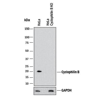 <b>Genetic Strategies Validation. </b>Western blot shows lysates of HeLa human cervical epithelial carcinoma parental cell line and Cyclophilin B knockout HeLa cell line (KO). PVDF membrane was probed with 1 µg/mL of Mouse Anti-Human/Mouse/Rat Cyclophilin B Monoclonal Antibody (Catalog # MAB5410) followed by HRP-conjugated Anti-Mouse IgG Secondary Antibody (Catalog # HAF018). A specific band was detected for Cyclophilin B at approximately 25 kDa (as indicated) in the parental HeLa cell line, but is not detectable in knockout HeLa cell line. GAPDH (Catalog # MAB5718) is shown as a loading control. This experiment was conducted under reducing conditions and using Immunoblot Buffer Group 1.