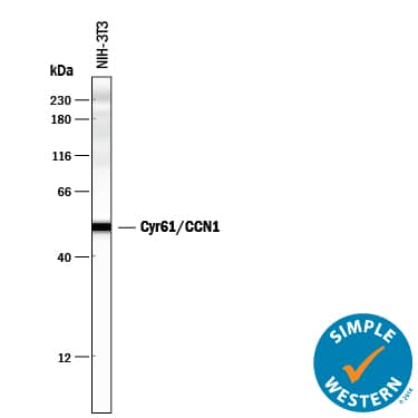 Simple Western lane view shows lysates of NIH-3T3 mouse embryonic fibroblast cell line, loaded at 0.2 mg/mL. A specific band was detected for Cyr61/CCN1 at approximately 51 kDa (as indicated) using 10 µg/mL of Sheep Anti-Mouse Cyr61/CCN1 Antigen Affinity-purified Polyclonal Antibody (Catalog # AF4055) followed by 1:50 dilution of HRP-conjugated Anti-Sheep IgG Secondary Antibody (Catalog # HAF016). This experiment was conducted under reducing conditions and using the 12-230 kDa separation system.