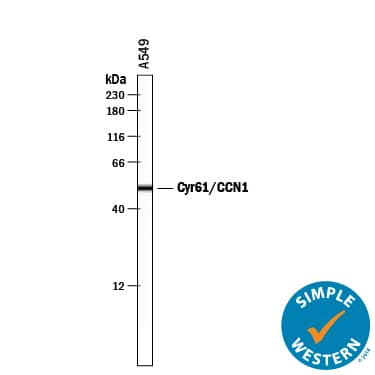 Simple Western lane view shows lysates of A549 human lung carcinoma cell line, loaded at 0.2 mg/mL. A specific band was detected for Cyr61/CCN1 at approximately 52 kDa (as indicated) using 10 µg/mL of Sheep Anti-Human Cyr61/CCN1 Antigen Affinity-purified Polyclonal Antibody (Catalog # AF6009) followed by 1:50 dilution of HRP-conjugated Anti-Sheep IgG Secondary Antibody (Catalog # HAF016). This experiment was conducted under reducing conditions and using the 12-230 kDa separation system.