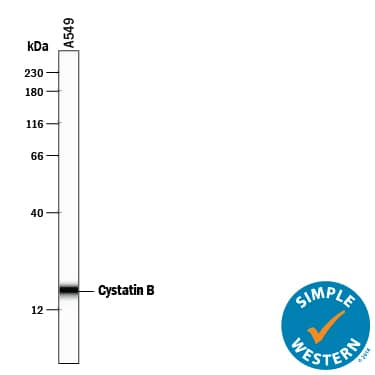 Simple Western Cystatin B/Stefin B Antibody [Unconjugated]