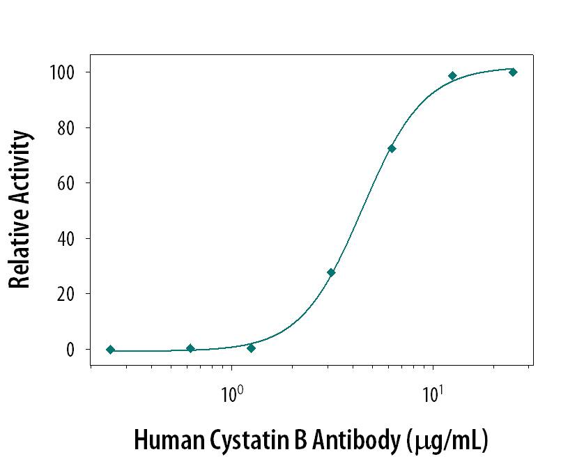 Papain (0.1 µg/mL) activity is measured in the presence of Recombinant Human Cystatin B (0.53 µg/mL, Catalog # 1408-PI) that has been preincubated with increasing concentrations of Human Cystatin B Monoclonal Antibody (Catalog # MAB1408). The ND50 is typically 5.4 µg/mL.