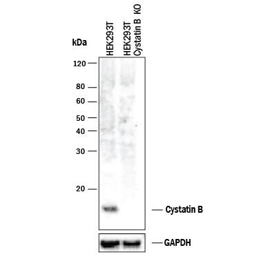 <b>Genetic Strategies Validation. </b>Western blot shows lysates of HEK293T human embryonic kidney parental cell line and Cystatin B knockout HEK293T cell line (KO). PVDF membrane was probed with 2 µg/mL of Mouse Anti-Human Cystatin B Monoclonal Antibody (Catalog # MAB1408) followed by HRP-conjugated Anti-Mouse IgG Secondary Antibody (Catalog # HAF018). A specific band was detected for Cystatin B at approximately 12 kDa (as indicated) in the parental HEK293T cell line, but is not detectable in knockout HEK293T cell line. GAPDH (Catalog # MAB5718) is shown as a loading control. This experiment was conducted under reducing conditions and using Immunoblot Buffer Group 1.