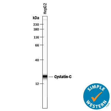 Simple Western lane view shows lysates of HepG2 human hepatocellular carcinoma cell line, loaded at 0.2 mg/mL. A specific band was detected for Cystatin C at approximately 20 kDa (as indicated) using 10 µg/mL of Goat Anti-Human Cystatin C Antigen Affinity-purified Polyclonal Antibody (Catalog # AF1196) . This experiment was conducted under reducing conditions and using the 12-230 kDa separation system.