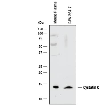 Western blot shows lysates of mouse plasma and RAW 264.7 mouse monocyte/macrophage cell line. PVDF membrane was probed with 1 µg/mL of Goat Anti-Mouse Cystatin C Antigen Affinity-purified Polyclonal Antibody (Catalog # AF1238) followed by HRP-conjugated Anti-Goat IgG Secondary Antibody (Catalog # HAF017). A specific band was detected for Cystatin C at approximately 14 kDa (as indicated). This experiment was conducted under reducing conditions and using Immunoblot Buffer Group 1.