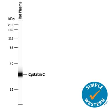 Simple Western lane view shows rat plasma, loaded at 0.2 mg/mL. A specific band was detected for Cystatin C at approximately 28 kDa (as indicated) using 10 µg/mL of Sheep Anti-Rat Cystatin C Antigen Affinity-purified Polyclonal Antibody (Catalog # AF6154) followed by 1:50 dilution of HRP-conjugated Anti-Sheep IgG Secondary Antibody (HAF016). This experiment was conducted under reducing conditions and using the 12-230 kDa separation system.