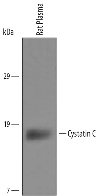 Western blot shows rat plasma. PVDF Membrane was probed with 1 µg/mL of Sheep Anti-Rat Cystatin C Antigen Affinity-purified Polyclonal Antibody (Catalog # AF6154) followed by HRP-conjugated Anti-Sheep IgG Secondary Antibody (HAF016). A specific band was detected for Cystatin C at approximately 16 kDa (as indicated). This experiment was conducted under reducing conditions and using Immunoblot Buffer Group 8.