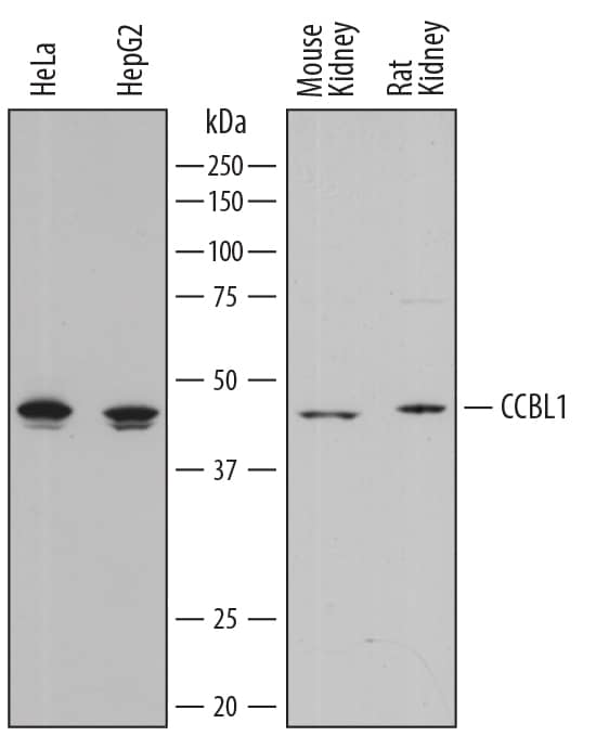 Western blot shows lysates of HeLa human cervical epithelial carcinoma cell line, HepG2 human hepatocellular carcinoma cell line, mouse kidney tissue, and rat kidney tissue. PVDF membrane was probed with 0.5 µg/mL of Goat Anti-Human/Mouse/Rat Cysteine Conjugate  beta -Lyase/CCBL1 Antigen Affinity-purified Polyclonal Antibody (Catalog # AF7817) followed by HRP-conjugated Anti-Goat IgG Secondary Antibody (Catalog # HAF017). A specific band was detected for Cysteine Conjugate  beta -Lyase/CCBL1 at approximately 45 kDa (as indicated). This experiment was conducted under reducing conditions and using Immunoblot Buffer Group 1.