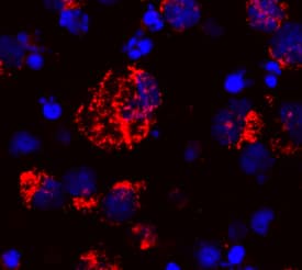 Cytochrome c was detected in immersion fixed human peripheral blood mononuclear cells (PBMCs) stimulated with ionomycin and PMA using Human/Equine Cytochrome c Monoclonal Antibody (Catalog # MAB898) at 25 µg/mL for 3 hours at room temperature. Cells were stained using the NorthernLights™ 557-conjugated Anti-Mouse IgG Secondary Antibody (red; Catalog # NL007) and counterstained with DAPI (blue). Specific staining was localized to cytoplasm. View our protocol for Fluorescent ICC Staining of Non-adherent Cells.