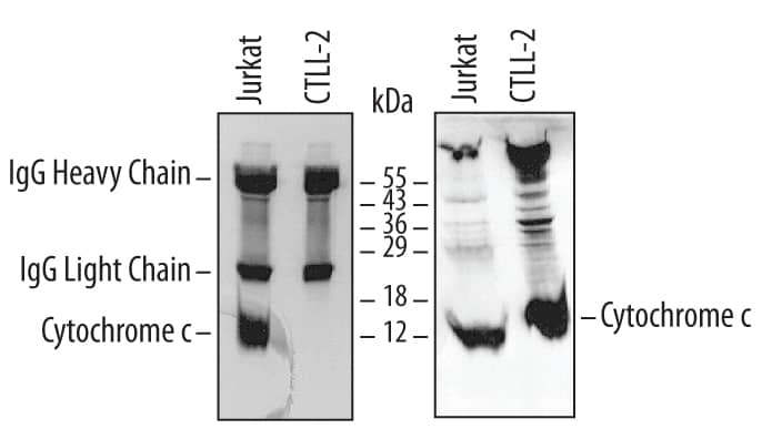 Cytochrome c was immunoprecipitated from lysates (5 x 106cells) of Jurkat human acute T cell leukemia and CTLL-2 mouse cytotoxic T cell line following incubation with 5 µg Human/Equine Cytochrome c Monoclonal Antibody (Catalog # MAB898) for 1 hour at 4 ºC. Cytochrome c-antibody complex-es were absorbed using Protein A Immunoprecipitin (Life Tech-nologies). Immunoprecipitated Cytochrome c (left panel) was detected by Western blot using 0.5 µg/mL Human/Mouse/Rat Cytochrome c Monoclonal Antibody (Catalog # MAB897). For additional reference, Western blot (right panel) shows lysates of Jurkat and CTLL2 cell lines probed with 15 µg/mL Human/Mouse/Rat Cytochrome c Monoclonal Antibody (Catalog # MAB897). View our recommended buffer recipes for immunoprecipitation.