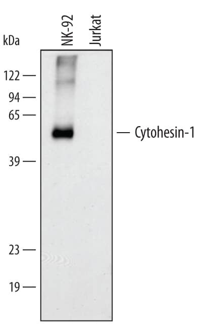 Western blot shows lysates of NK-92 human natural killer lymphoma cell line and Jurkat human acute T cell leukemia cell line. PVDF membrane was probed with 1 µg/mL of Human Cytohesin-1 Antigen Affinity-purified Polyclonal Antibody (Catalog # AF4807) followed by HRP-conjugated Anti-Goat IgG Secondary Antibody (Catalog # HAF109). A specific band was detected for Cytohesin-1 at approximately 50 kDa (as indicated). This experiment was conducted under reducing conditions and using Immunoblot Buffer Group 1.