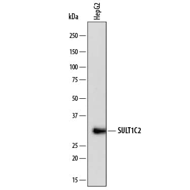 Western Blot Cytosolic Sulfotransferase 1C2/SULT1C2 Antibody (844529)