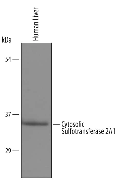 Western Blot Cytosolic Sulfotransferase 2A1/SULT2A1 Antibody