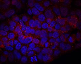 Cytosolic Sulfotransferase 2A1/SULT2A1 was detected in immersion fixed HepG2 human hepatocellular carcinoma cell line using Mouse Anti-Human Cytosolic Sulfotransferase 2A1/ SULT2A1 Monoclonal Antibody (Catalog # MAB5828) at 10 µg/mL for 3 hours at room temperature. Cells were stained using the NorthernLights™ 557-conjugated Anti-Mouse IgG Secondary Antibody (red; Catalog # NL007) and counterstained with DAPI (blue). Specific staining was localized to cytoplasm. View our protocol for Fluorescent ICC Staining of Cells on Coverslips.