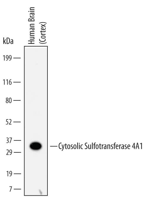 Western Blot Cytosolic Sulfotransferase 4A1/SULT4A1 Antibody (634630)