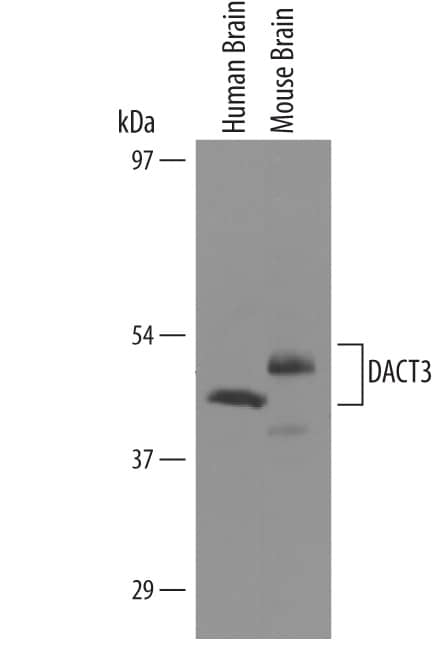 Western blot shows lysates of human brain tissue and mouse brain tissue. PVDF membrane was probed with 1 µg/mL of Sheep Anti-Human/Mouse DACT3/Dapper 3 Antigen Affinity-purified Polyclonal Antibody (Catalog # AF5767) followed by HRP-conjugated Anti-Goat IgG Secondary Antibody (Catalog # HAF019). Specific bands were detected for DACT3/Dapper 3 at approximately 45 kDa with human brain and 50 kDa with mouse brain (as indicated). This experiment was conducted under reducing conditions and using Immunoblot Buffer Group 8.