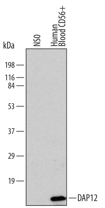Western blot shows lysates of NS0 mouse myeloma cell line, mock transfected, and primary human CD56+NK cells. PVDF membrane was probed with 5 µg/mL of Human DAP12 Monoclonal Antibody (Catalog # MAB5240) followed by HRP-conjugated Anti-Mouse IgG Secondary Antibody (Catalog # HAF007). A specific band was detected for DAP12 at approximately 10 kDa (as indicated). This experiment was conducted under reducing conditions and using Immunoblot Buffer Group 1.