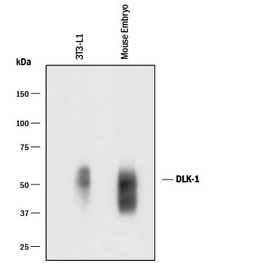 Western blot shows lysates of 3T3-L1 mouse embryonic fibroblast adipose-like cell line and mouse embryo tissue. PVDF membrane was probed with 0.1 µg/mL of Rabbit Anti-Mouse Pref-1/DLK1/FA1 Monoclonal Antibody (Catalog # MAB8634) followed by HRP-conjugated Anti-Rabbit IgG Secondary Antibody (Catalog # HAF008). A specific band was detected for Pref-1/DLK1/FA1 at approximately 45-50 kDa (as indicated). This experiment was conducted under reducing conditions and using Immunoblot Buffer Group 1.