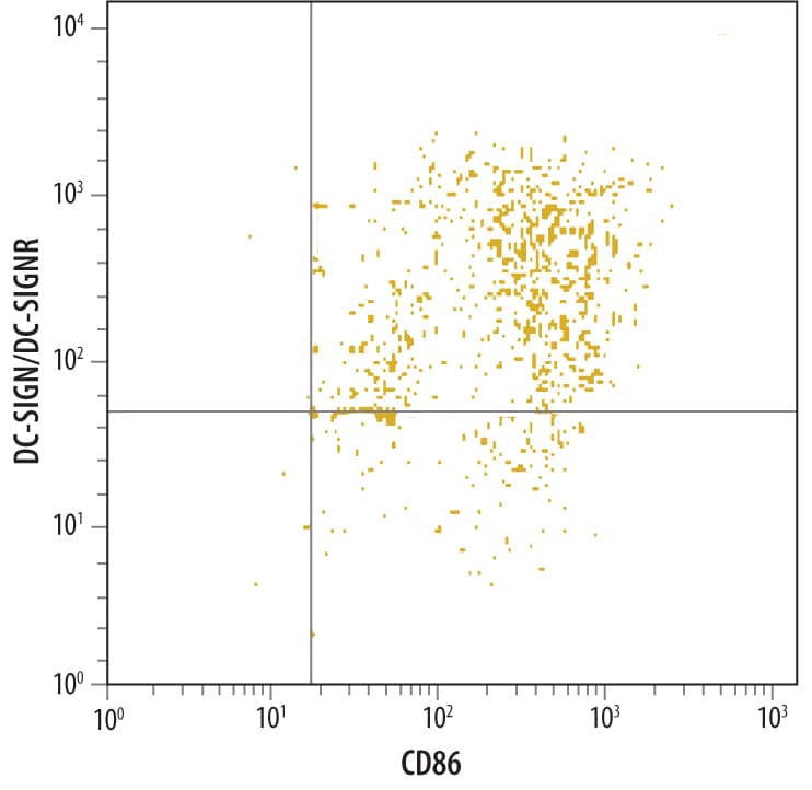 Human monocyte derived dendritic cells were stained with Mouse Anti-Human DC-SIGN+ DC-SIGNR Monoclonal Antibody (Catalog # MAB1621), followed by PE-conjugated anti-mouse secondary antibody (Catalog # F0102B) and Human B7-2/CD86 Fluorescein-conjugated Monoclonal Antibody (Catalog # FAB141F).Quadrant markers were set based on isotype control antibody staining (Catalog # MAB003).