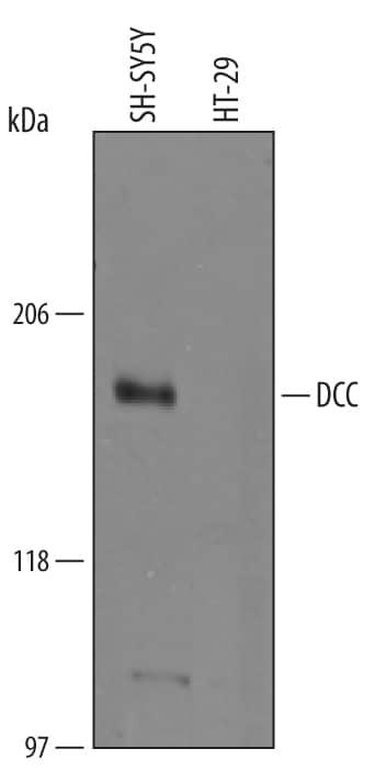 Western Blot DCC Antibody