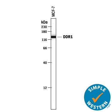 Simple Western DDR1 Antibody [Unconjugated]