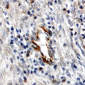Immunohistochemistry DDR1 Antibody [Unconjugated]