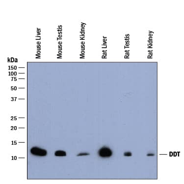 Western Blot DDT Antibody