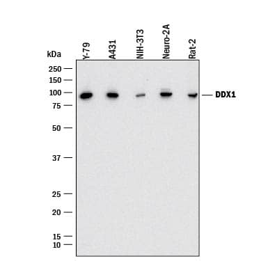 Western Blot DDX1 Antibody (2220A) [Unconjugated]