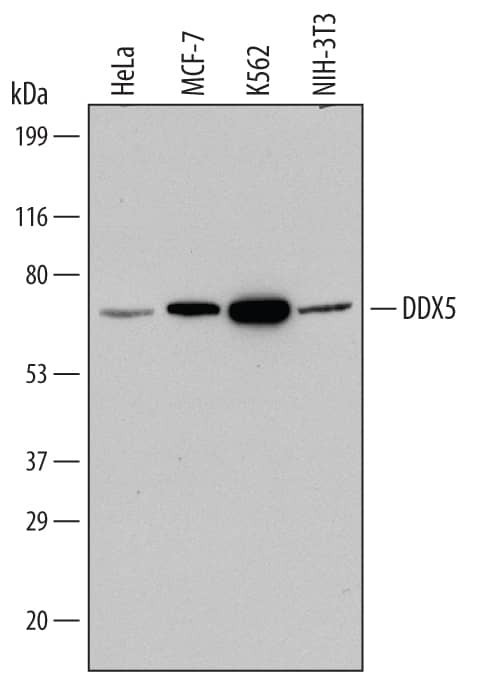 Western blot shows lysates of HeLa human cervical epithelial carcinoma cell line, MCF-7 human breast cancer cell line, K562 human chronic myelogenous leukemia cell line, and NIH-3T3 mouse embryonic fibroblast cell line. PVDF Membrane was probed with 0.1 µg/mL of Mouse Anti-Human/Mouse DDX5 Monoclonal Antibody (Catalog # MAB6370) followed by HRP-conjugated Anti-Mouse IgG Secondary Antibody (Catalog # HAF007). A specific band was detected for DDX5 at approximately 70 kDa (as indicated). This experiment was conducted under reducing conditions and using Immunoblot Buffer Group 1.