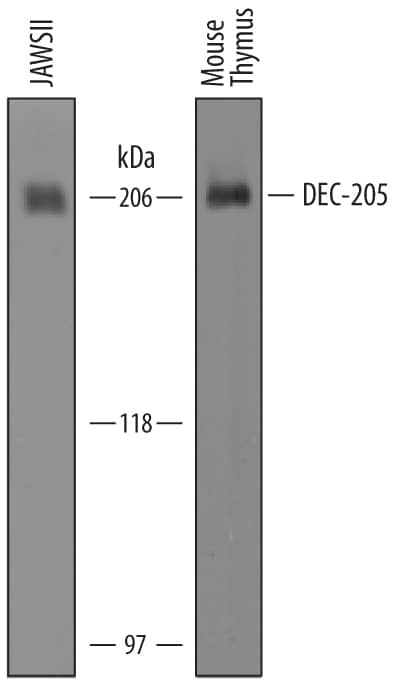 Western Blot DEC-205/CD205 Antibody