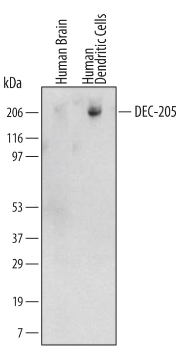 Western blot shows lysates of in vitro differentiated human immature myeloid dendritic cells. PVDF membrane was probed with 2 µg/mL of Mouse Anti-Human DEC-205/CD205 Monoclonal Antibody (Catalog # MAB20471) followed by HRP-conjugated Anti-Mouse IgG Secondary Antibody (Catalog # HAF007). A specific band was detected for DEC-205/CD205 at approximately 200 kDa (as indicated). This experiment was conducted under non-reducing conditions and using Western Blot Buffer Group 1.