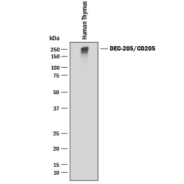 Western blot shows lysates of human thymus tissue. PVDF membrane was probed with 1 µg/mL of Goat Anti-Human DEC-205/CD205 Antigen Affinity-purified Polyclonal Antibody (Catalog # AF2047) followed by HRP-conjugated Anti-Goat IgG Secondary Antibody (Catalog # HAF017). A specific band was detected for DEC-205/ CD205 at approximately 250 kDa (as indicated). This experiment was conducted under reducing conditions and using Immunoblot Buffer Group 1.