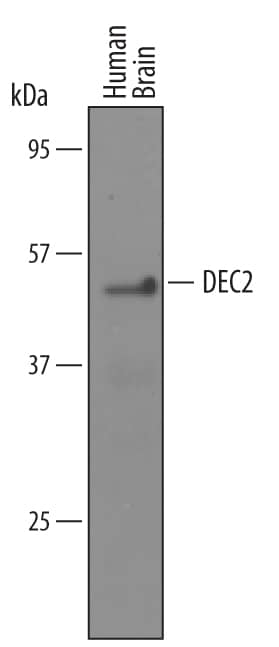 Western blot shows lysates of human brain tissue. PVDF membrane was probed with 1 µg/mL of Goat Anti-Human DEC2 Antigen Affinity-purified Polyclonal Antibody (Catalog # AF5226) followed by HRP-conjugated Anti-Goat IgG Secondary Antibody (Catalog # HAF019). A specific band was detected for DEC2 at approximately 50-55 kDa (as indicated). This experiment was conducted under reducing conditions and using Immunoblot Buffer Group 8.