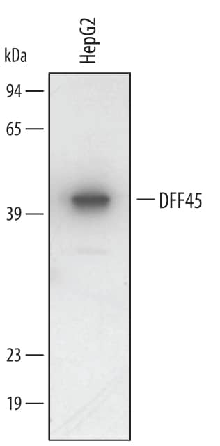 Western Blot DFF45/ICAD Antibody
